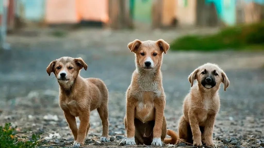 The Pet World