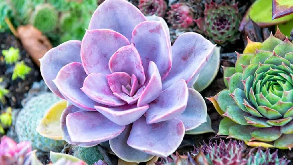 Posan Plant Nursery पोसन प्लांट नर्सरी