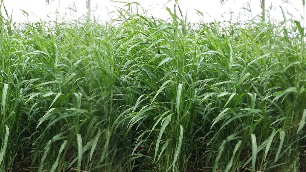 Foragen Seeds Pvt Ltd