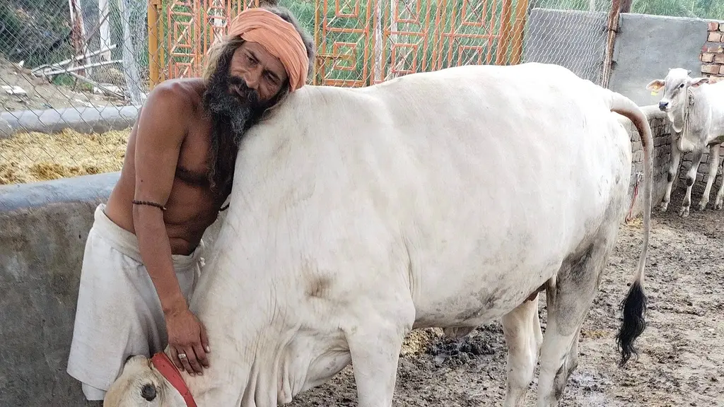 Baba Mastnath Pidit Bimari, Laawaris Gaushala Bohar