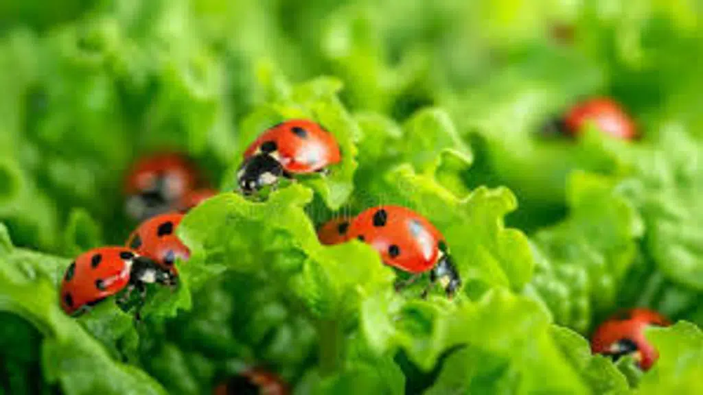 Make India Organic. 