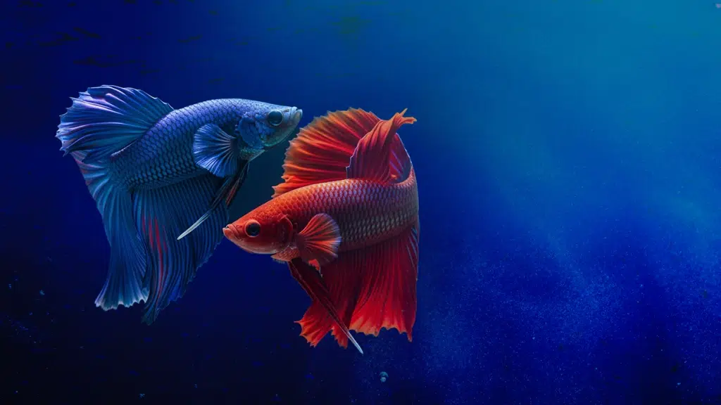 Overseas Aquatics