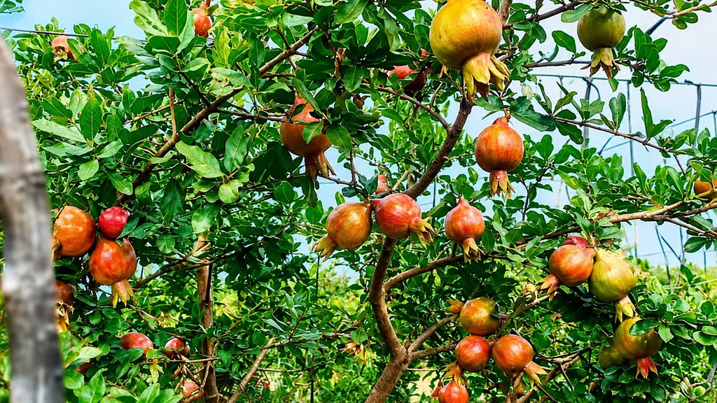 Mauli Agro Agency