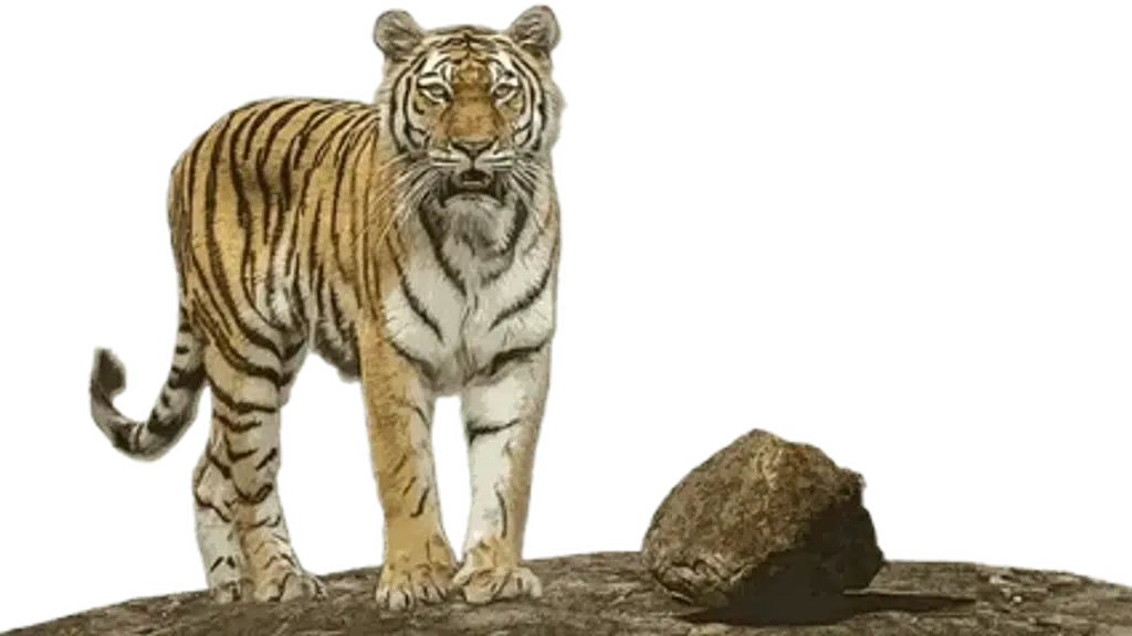 Ranthambore National Park Tour