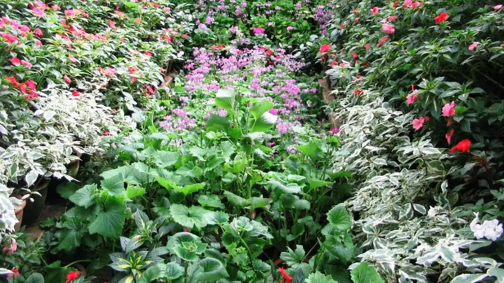 Jardín Botánico de la Universidad Osmania de Hyderabad
