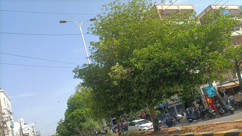 Sri Nageswara Drug House