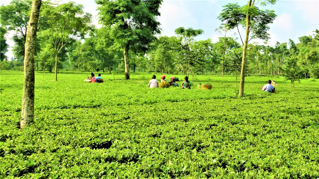 Amlan Tea