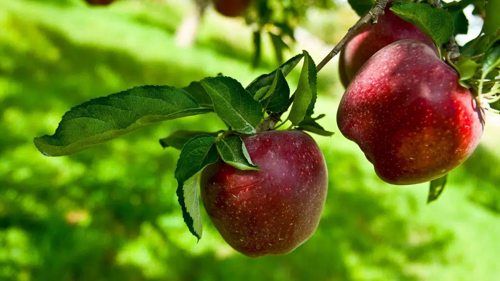 Ambika Apple Nursery