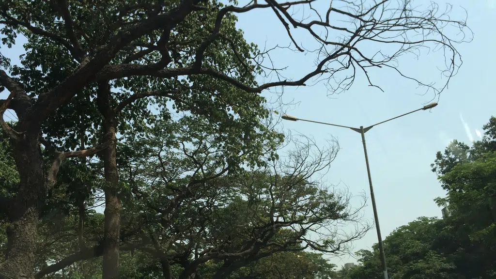 Brihnmumbai Mahanagar Palika Yan Grah