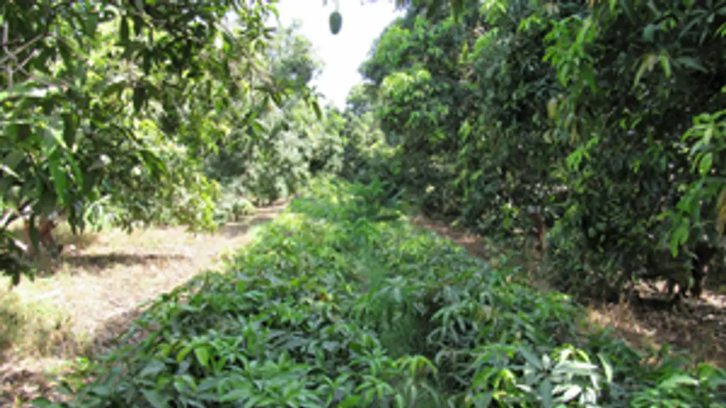 Anil Farm - Golden Baug & Nursery