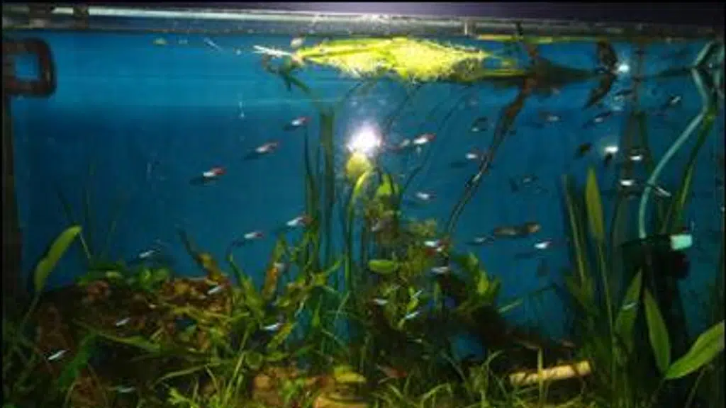 Fish Paradise