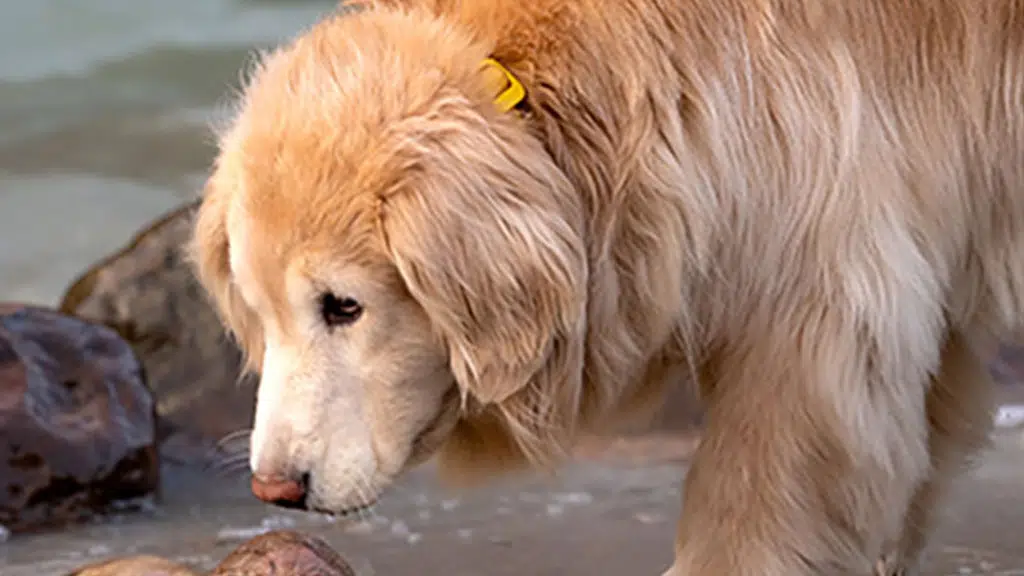 Rocks And Pebbles- Dog Park, Cafe and Boarding