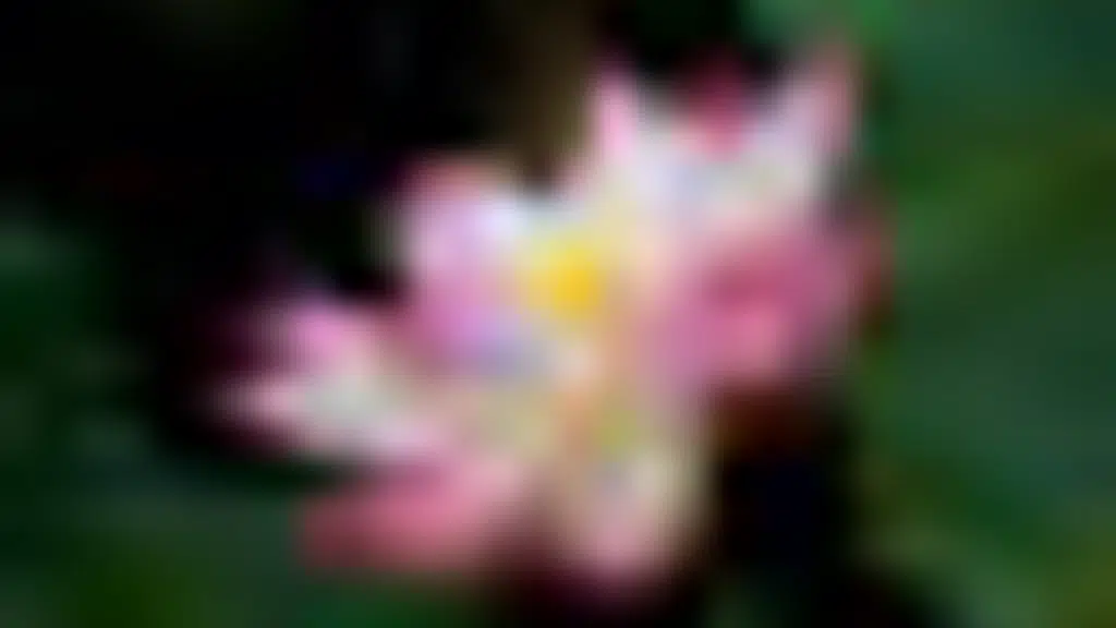 Yoga Vidya Pranic Healing Foundation