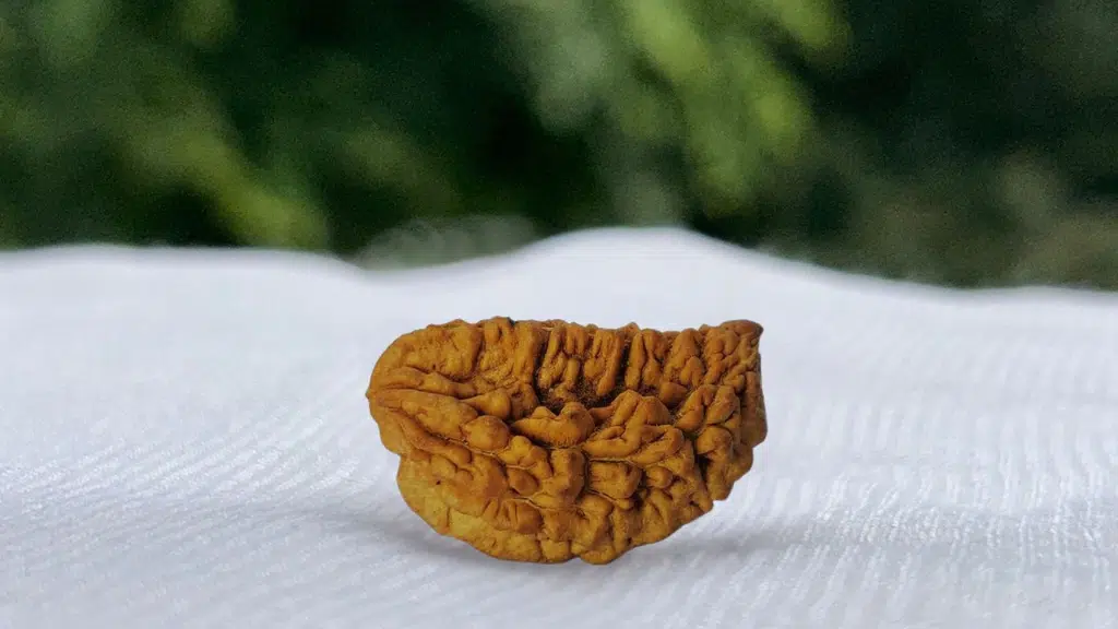 Kailasha Rudrakasha