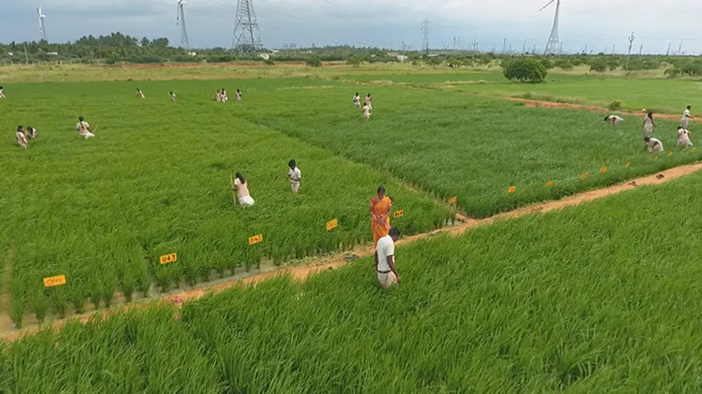 The Indian Agriculture College