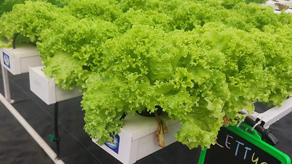 Aquahyd Hydroponic Farm and Product