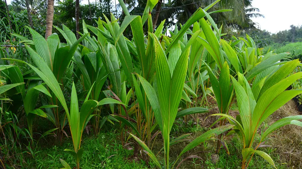 Navaneet Farm Nursery