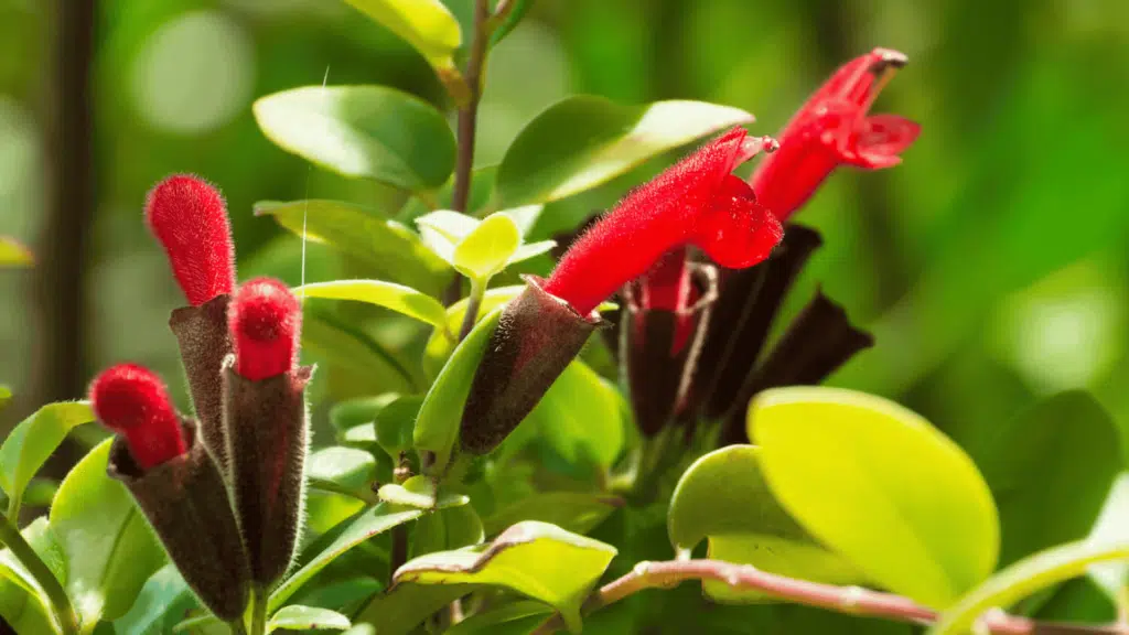 Plantozia
