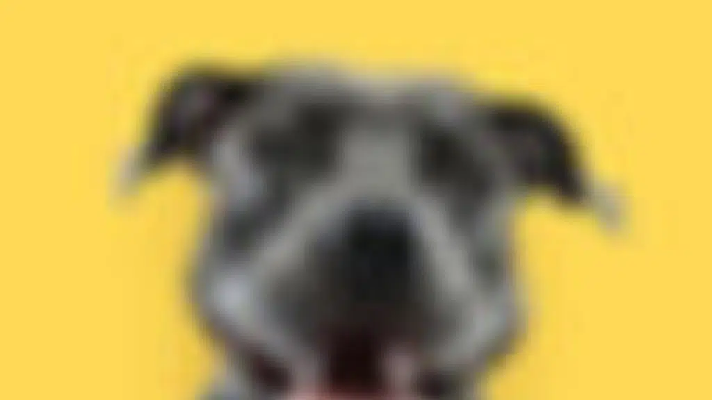 Dr Pet Life