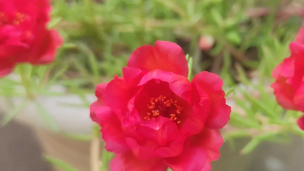 Saanvi Plant Nursery