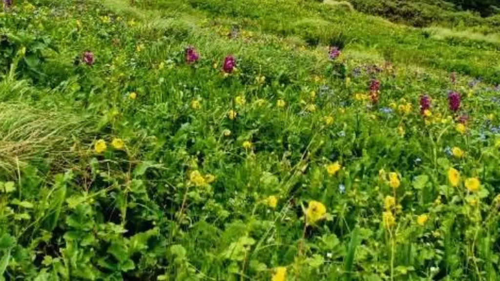 Rudranath Trek