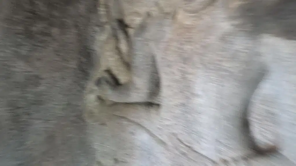 Elephant Statue, Pancha Ratham