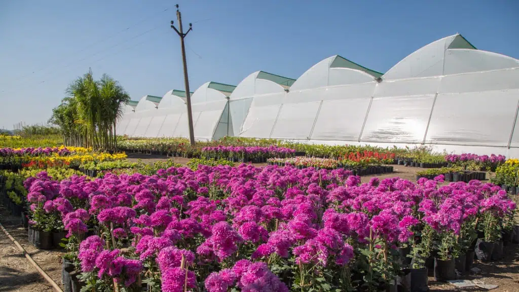 Aangan Garden Nursery, Indore
