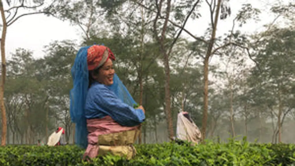 Washabarie Tea Company Pvt. Ltd.