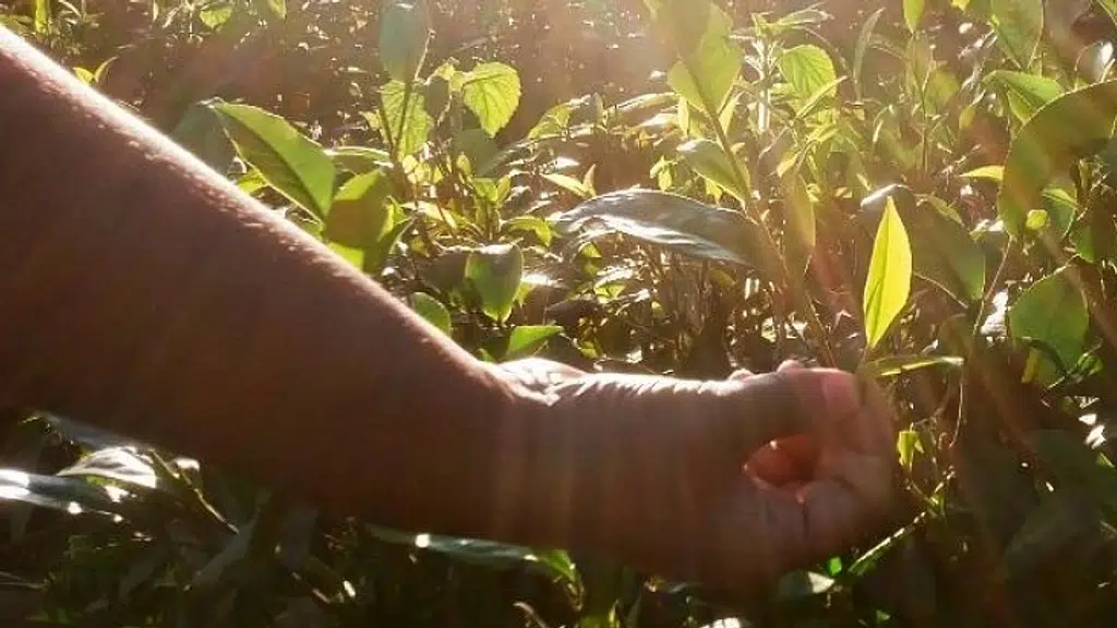 Bonfresh Organic Tea