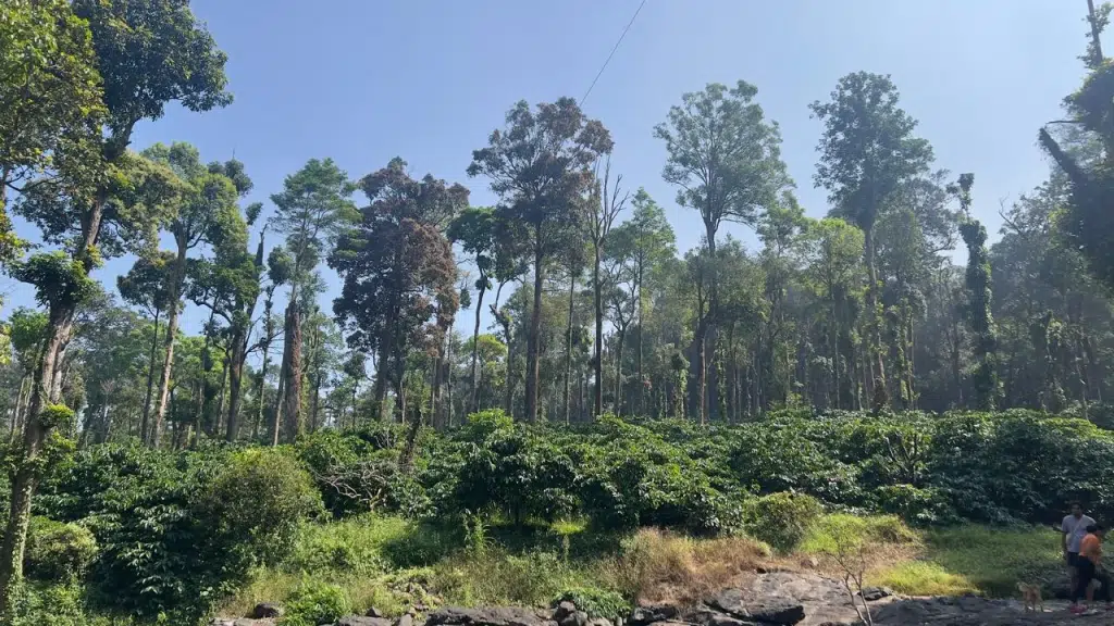 Coorg Tourism