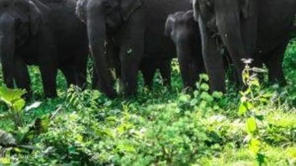 Balaji Tour Packages