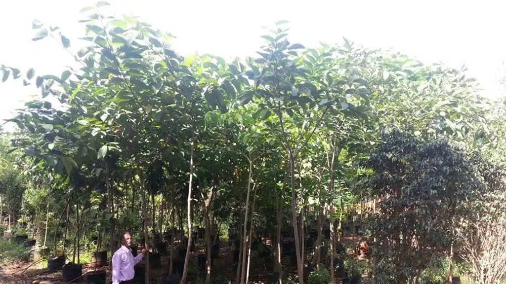 Shailesh Nursery