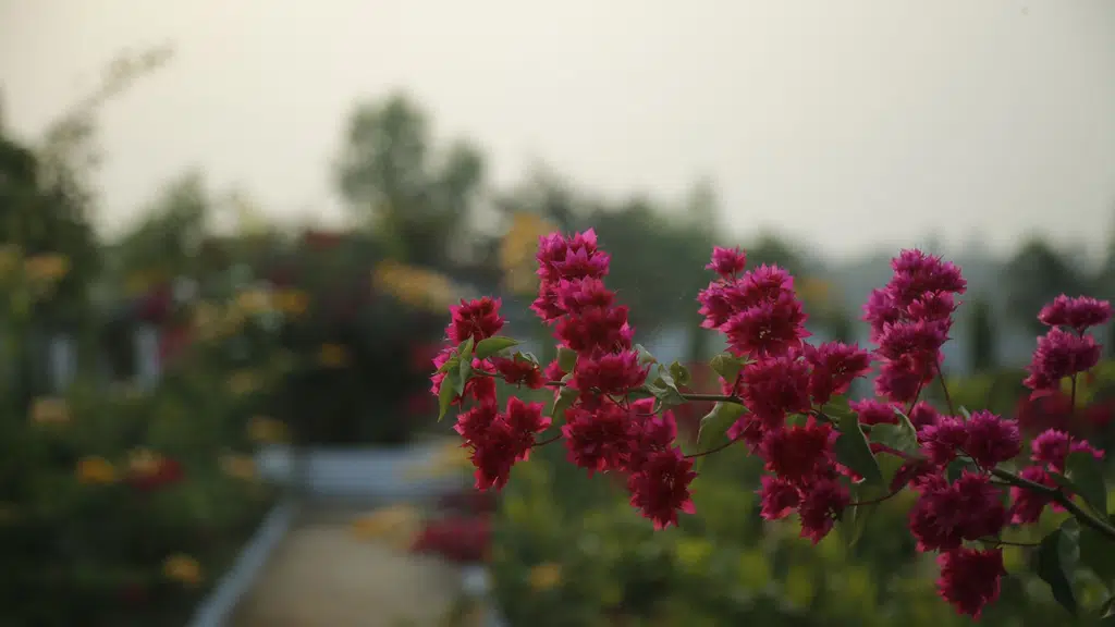 FACE INN Resorts - Belpahari