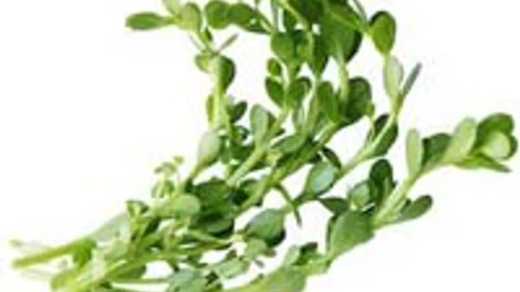 Zeal Herbs