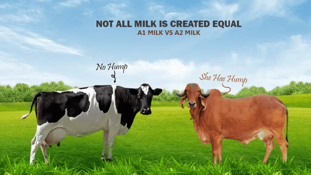 Captain's Farm - Organic A2 Gir Cow Milk & Ghee Mumbai | Navi Mumbai