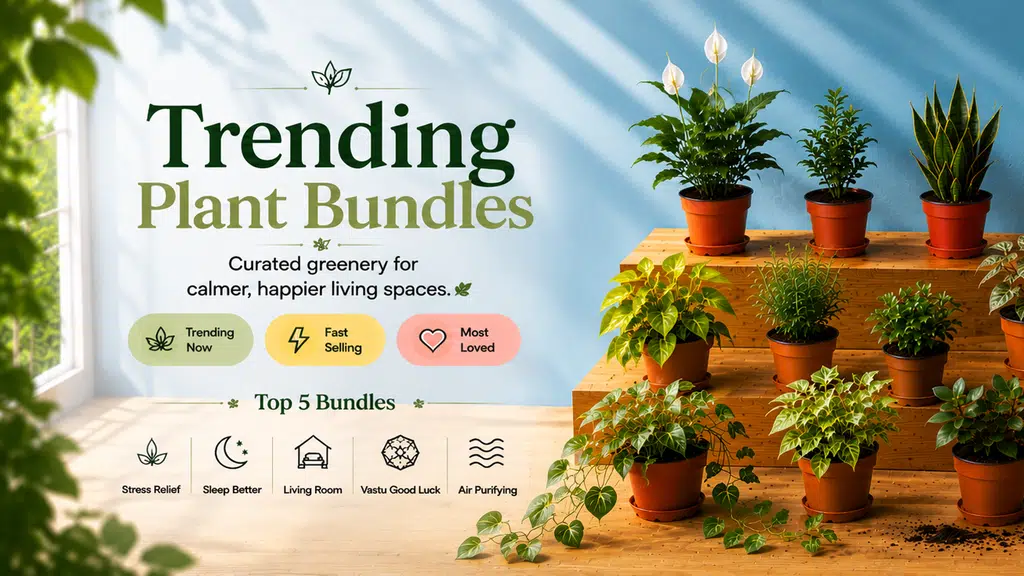 The Affordable Organic Store
