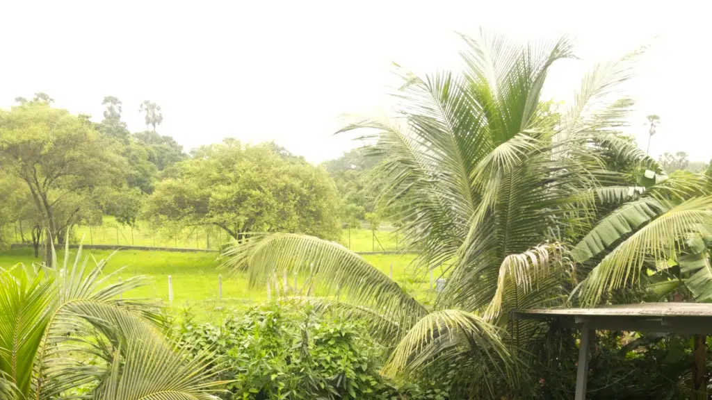 The Nest, Awas, Alibag