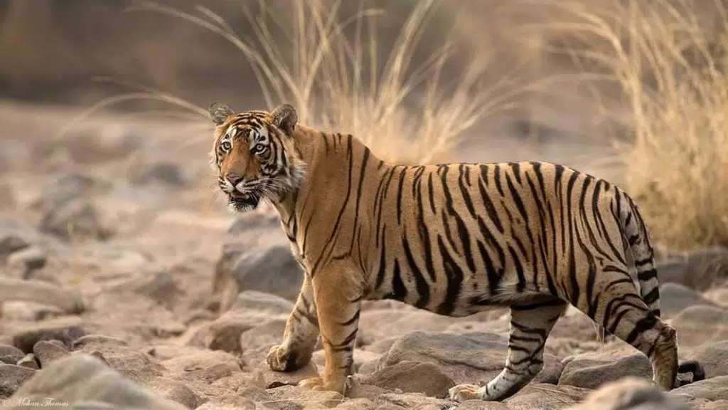 Hotel Grand Ranthambore