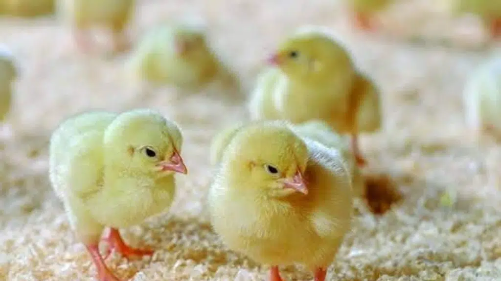 Ku-Kuch-Koo Hatcheries and Sales