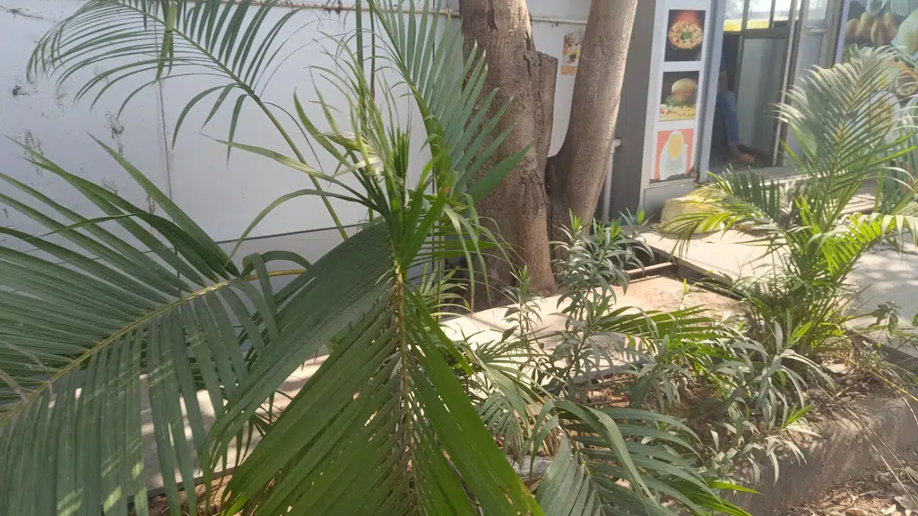 Punjab National Bank