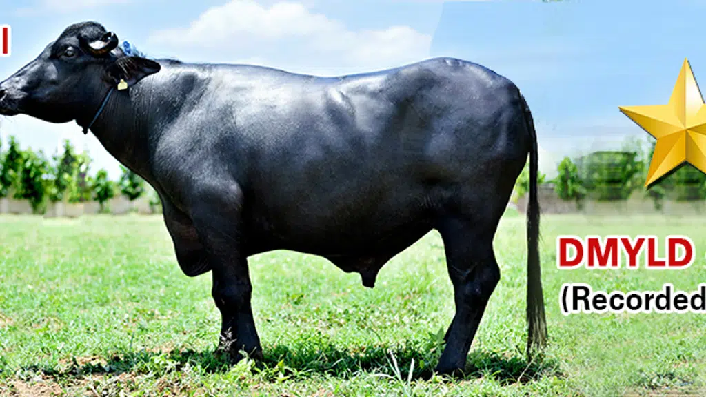 Hisar Bovine Sperm Station & Research Center