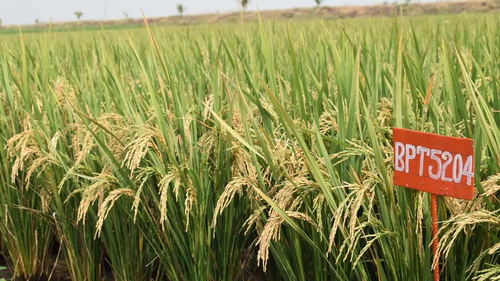 Agriculture University.Rajendranagar