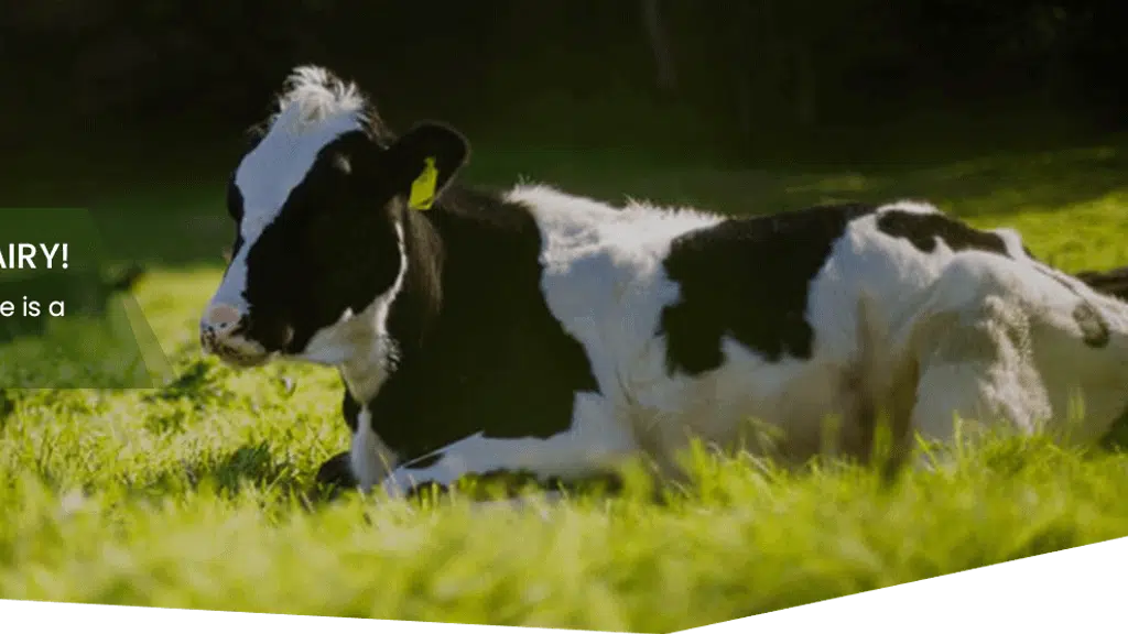 Prodigy Foods