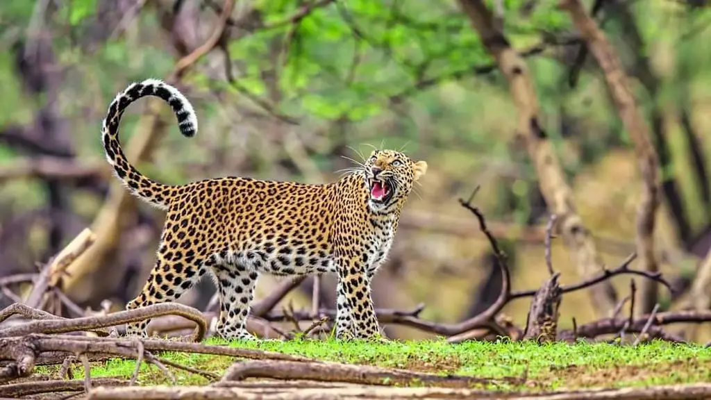 Call of The Nature