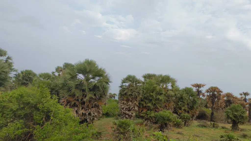 Rushikonda Hill 3