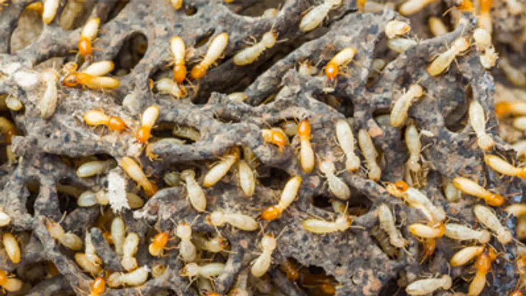 Vyas Pest Treatment