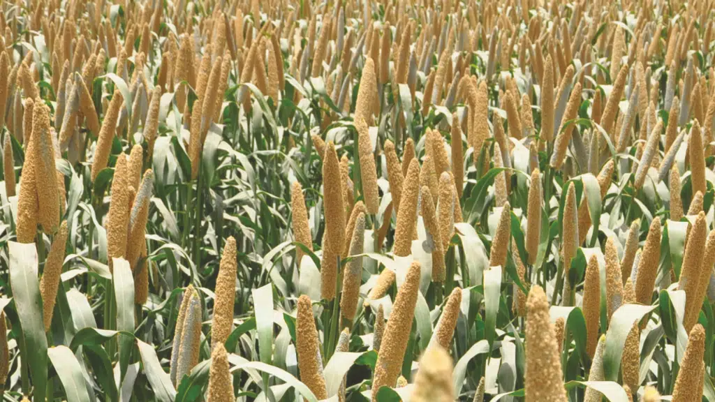 Nivansh Agritech