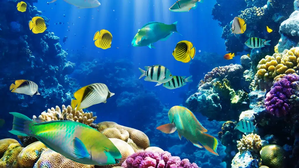Fish Dada Aquarium