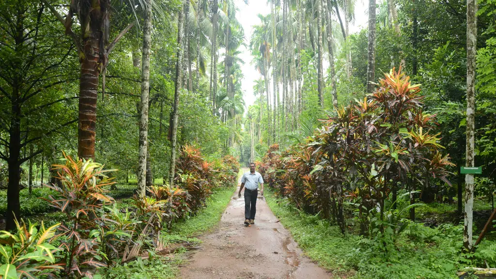 Kallingal Plantation & Nutmeg Nursery