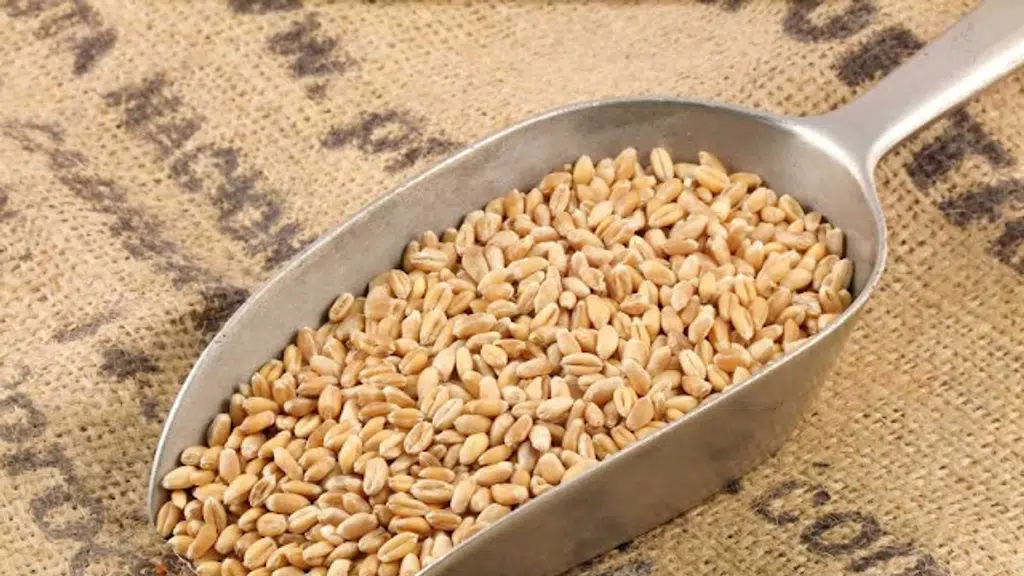 Neshkala Crop Producer Company Private Limited
